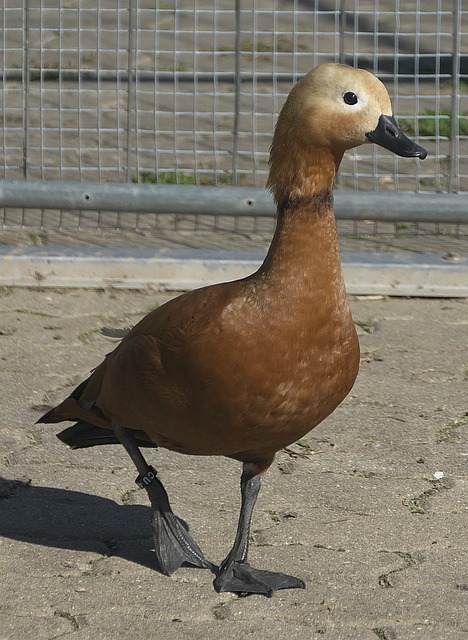 此外